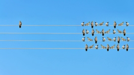birds on telephone wire