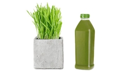 plant and bottle